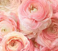 Фотообои VIP VOSTORG Пионы 12л А110 (6)