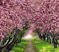 Фотообои VIP VOSTORG Аллея в саду 12л А118