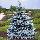 Ель колючая Супер Блю Сидлинг (С15, 40-60)